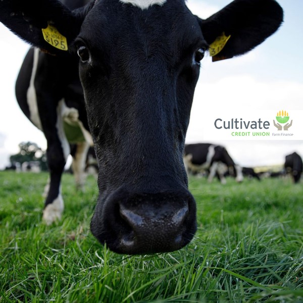 Need farm finance? Cultivate is our loan product specifically designed for farmers.