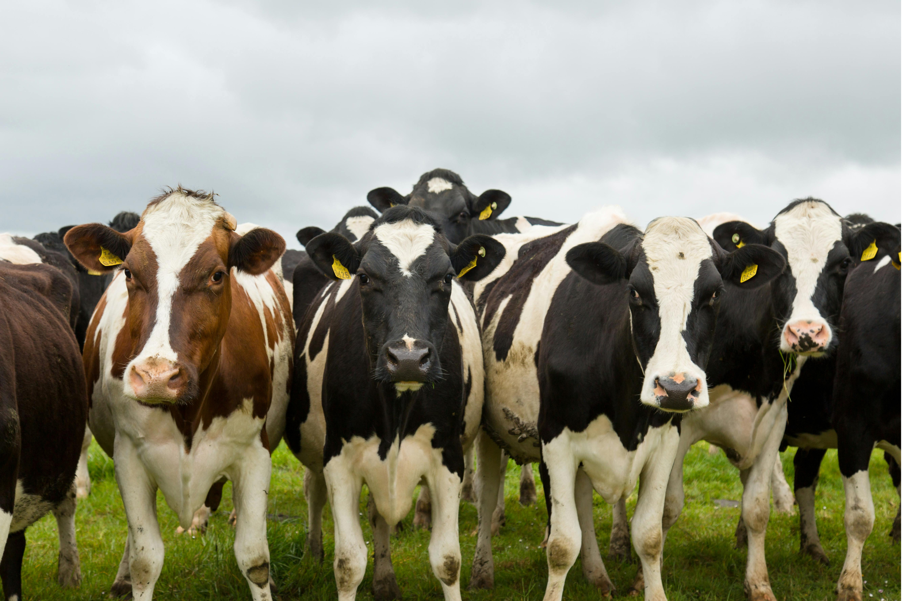 Purchase additional livestock.
