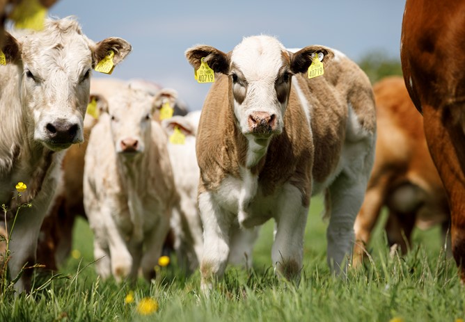 National Cultivate Week 2025