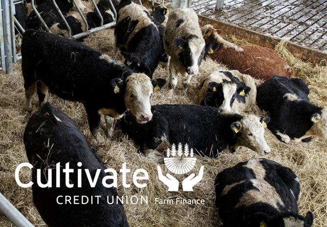 Cultivate: Flexible Farm Loans to support growth potential on beef farms